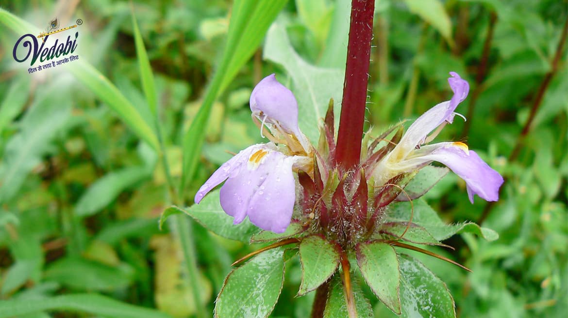 Kokilaksha: Its Health benefits, Uses and Side effects