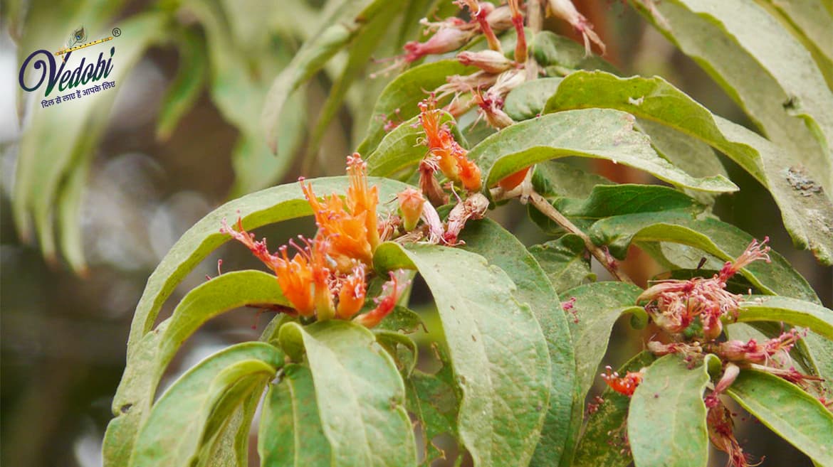 Importance and Benefits of Dhataki in Ayurveda