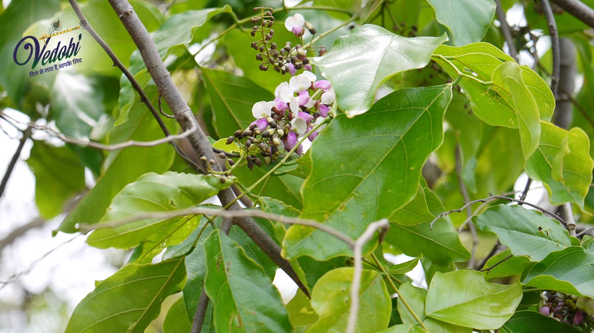 Know the Medicinal Importance, Benefits and Precautions of Karanja
