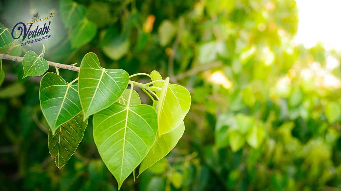 Importance and Benefits of Peepal in Ayurveda