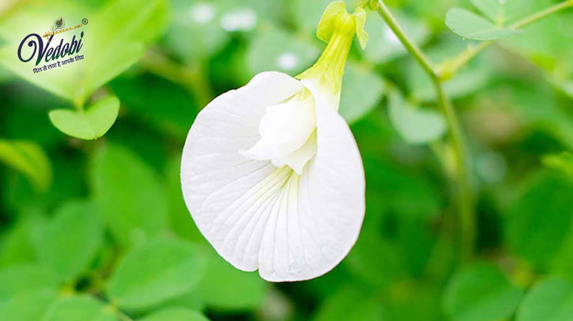 Benefits and Uses of Shankhpushpi