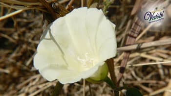 Nisoth (Indian Jalap): Know its Benefits, Uses and Side effects