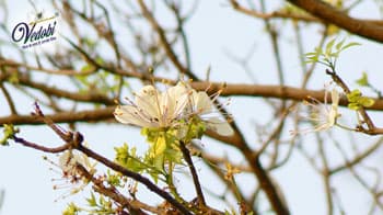 Benefits and Side effects of Varuna