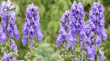 Vatsnabh Health Benefits, Uses and Side effects