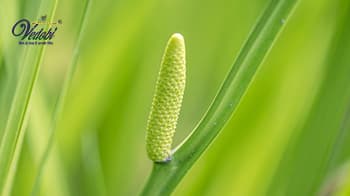 Vacha (Sweet Flag): Benefits and Side effects