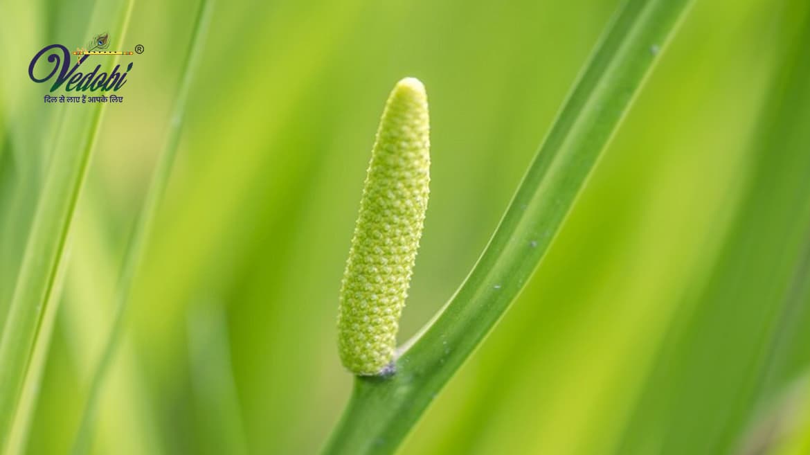 Vacha (Sweet Flag): Benefits and Side effects