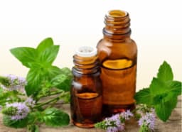 Mint Oil (Pudina) Oil