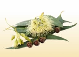 Eucalyptus (Nilgiri)