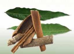 Ashoka (Saraca indica)