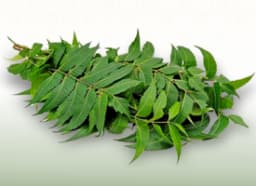 Neem (Azadirachta indica)