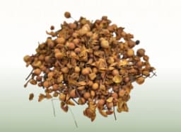 Nagkesar (Mesua ferrea)