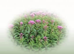 Rasna (Pluchea lanceolata)