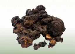 Silk Cotton Tree (Salmalia malabarica)