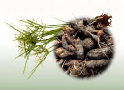 Nagarmotha (Cyperus rotundus)