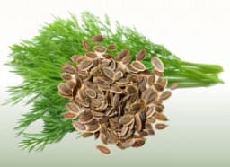 Dill (Anethum graveolens)