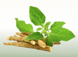 Ashwagandha (Withania somnifera)