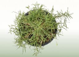Bermuda Grass (Cynodon dactylon)
