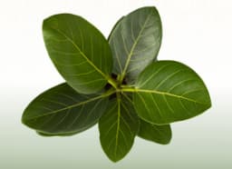 Banyan (Ficus benghalensis)