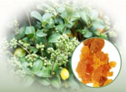 Kanchanar Guggul (Ayurvedic Compound Formulation)