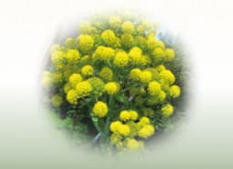 RajahPravartini Vati (Ayurvedic Compound Formulation)