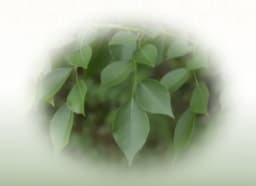 Sheesham (Dalbergia sissoo)