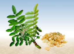 Frankincense (Boswellia serrata)