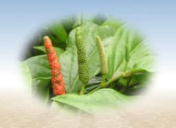 Maharasnadi Kwath (Ayurvedic Compound Formulation)
