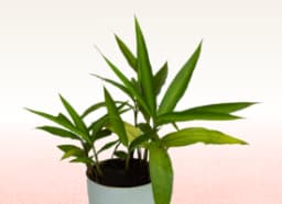 Rasna (Pluchea lanceolata)