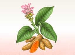 Amba Turmeric (Curcuma amada)