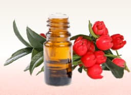 Gandhpura Oil (Gaultheria fragrantissima)