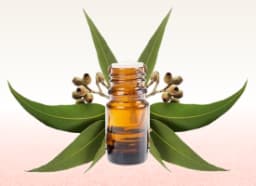 Eucalyptus Oil (Eucalyptus globulus)