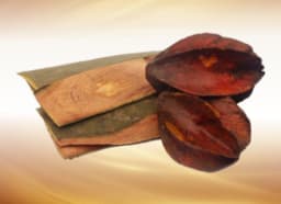 Arjuna (Terminalia arjuna)