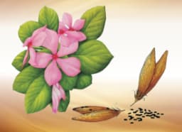 Periwinkle (Catharanthus roseus)