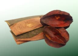Arjuna (Terminalia Arjuna)