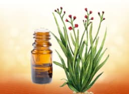 Palmarosa Essential Oil