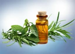 Vetiver essential oil