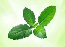 Rama Tulsi