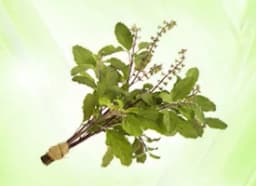 Shyam Tulsi