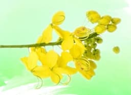 Amaltas