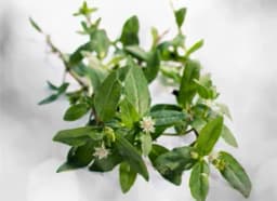Bhringraj (Eclipta alba)