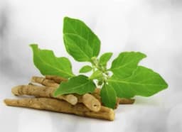 Ashwagandha (Withania somnifera)
