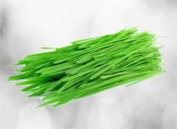 Wheatgrass (Triticum sativum)