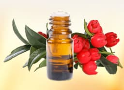 Gandhpura Oil (Gaultheria fragrantissima)