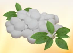 Camphor (Cinnamomum camphora)