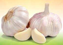 Garlic