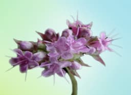 Spikenard