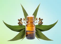 Eucalyptus Essential Oil
