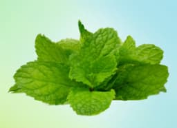 Peppermint