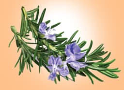 Rosemary