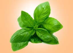 Basil